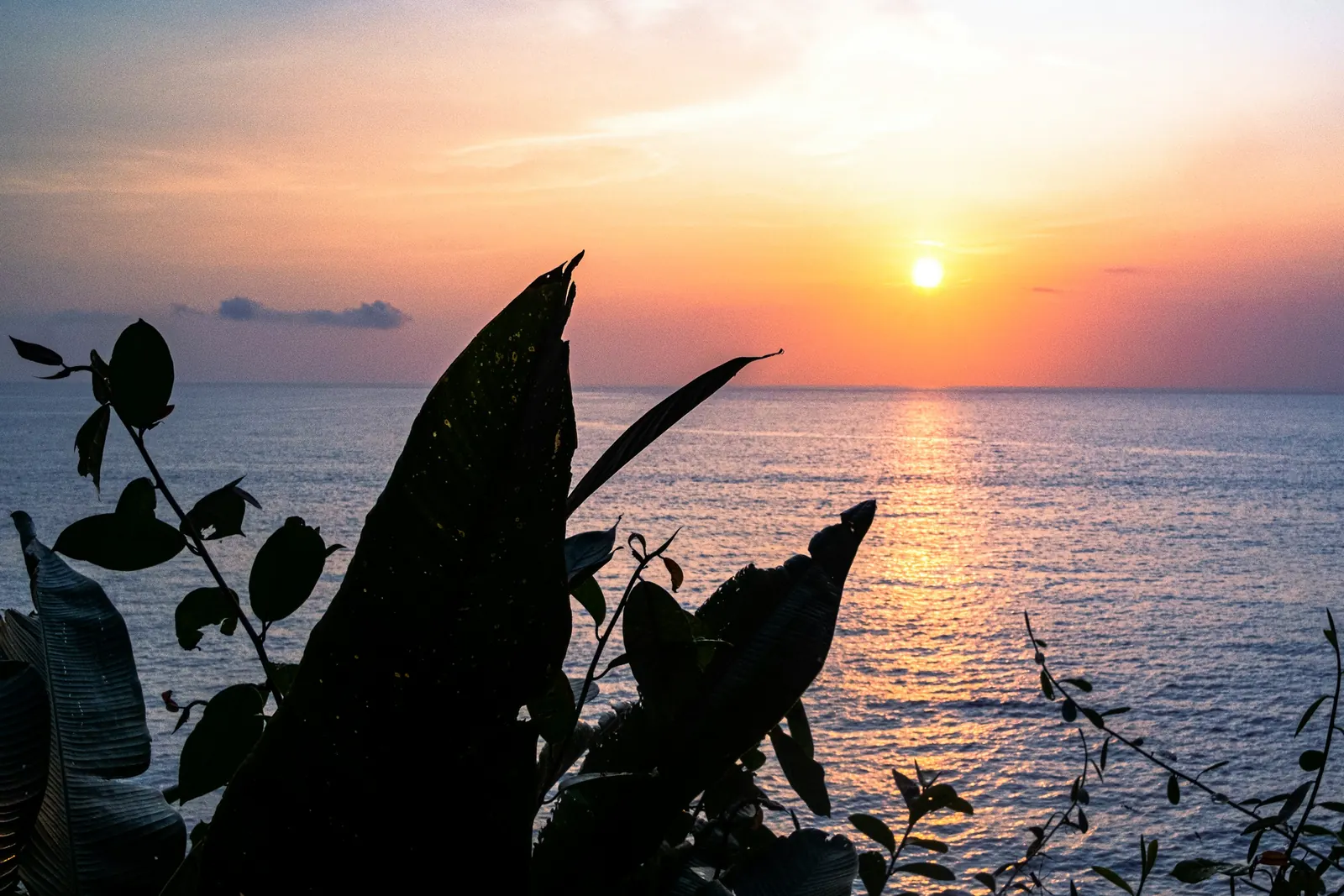 Atardecer sobre el mar Pacífico con vegetación en primer plano