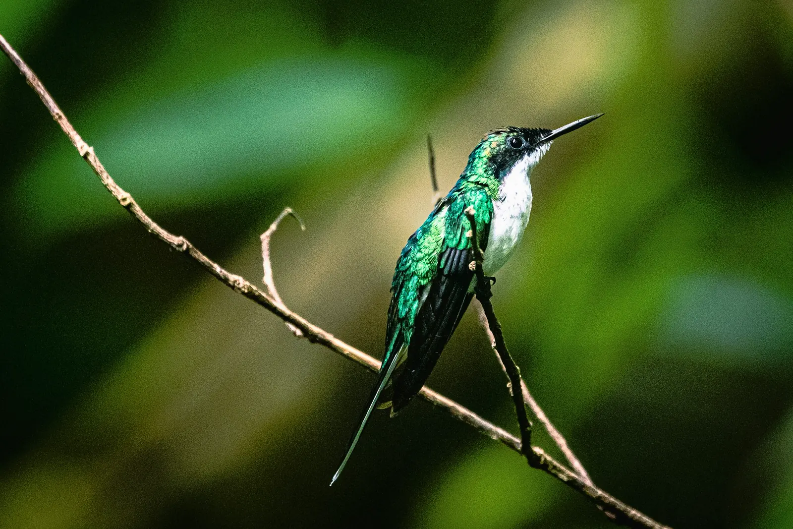 Colibrí verde posado en una rama