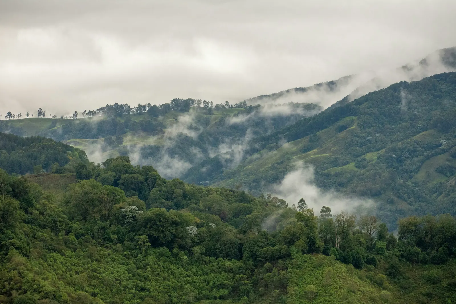 Montañas cubiertas de selva y niebla