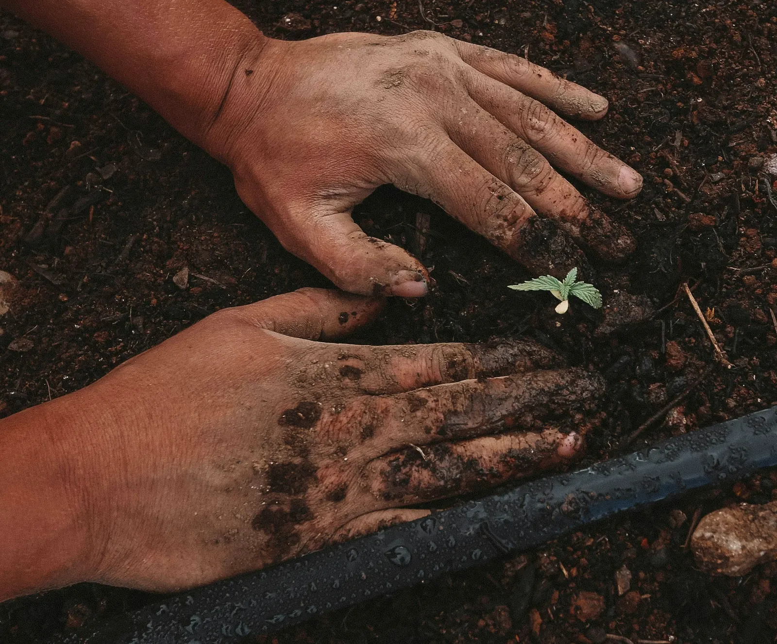 Manos plantando un brote en tierra oscura