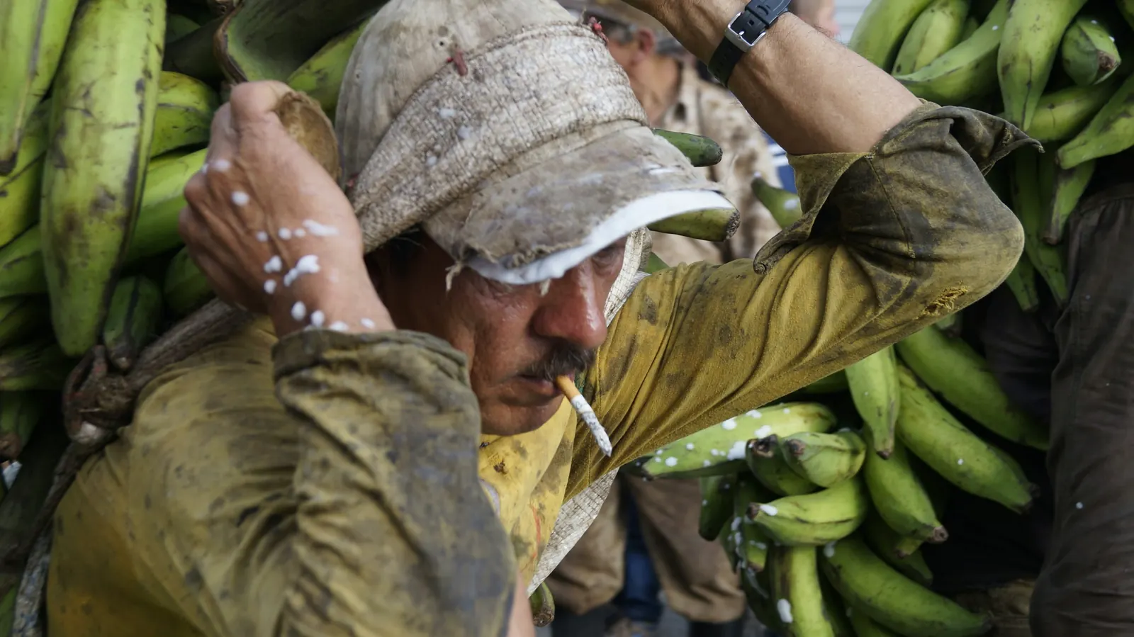 Campesino cargando racimos de plátano