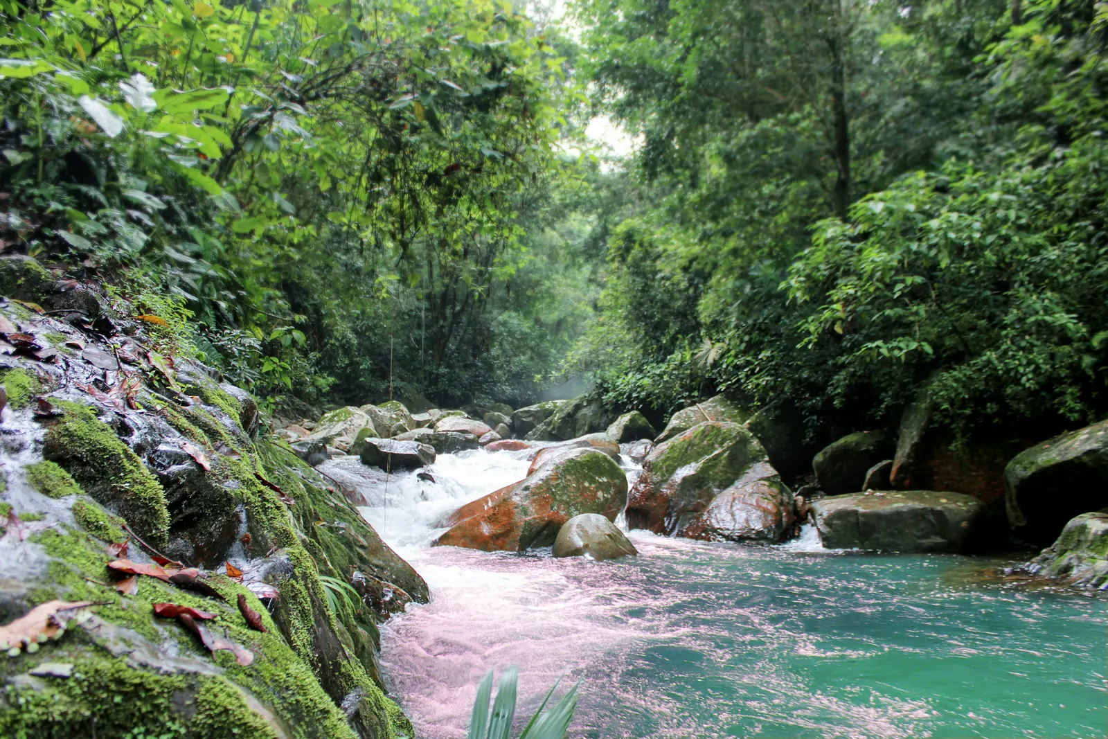 Río cristalino entre la selva húmeda